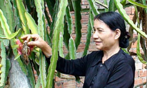 Nữ đảng viên làm kinh tế giỏi ở huyện miền núi Phước Sơn